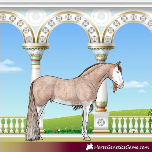 Horse Color:Red Roan Splash 