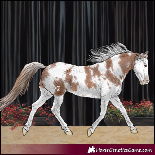 Horse Color:White Spotted Chestnut Splash Appaloosa 