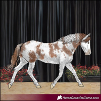 Horse Color:White Spotted Chestnut Splash Appaloosa 