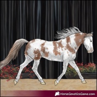 Horse Color:White Spotted Chestnut Splash Varnish 