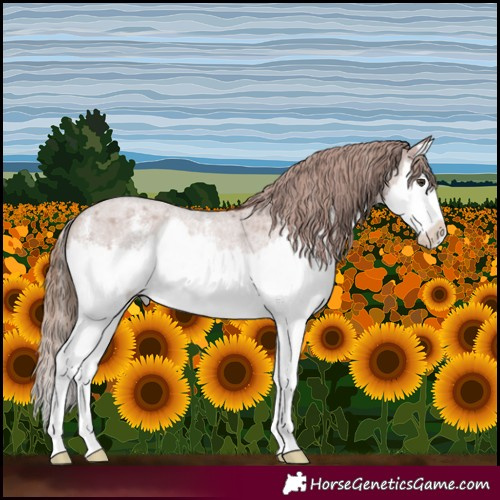 Horse Color:Red Roan Sabino Splash Appaloosa 