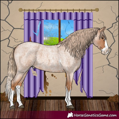 Horse Color:Red Roan Sabino Splash 