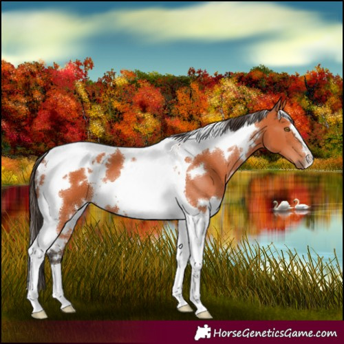 Horse Color:White Spotted Bay Tobiano 