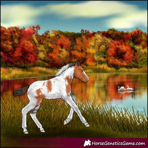 Horse Color:White Spotted Bay Tobiano 