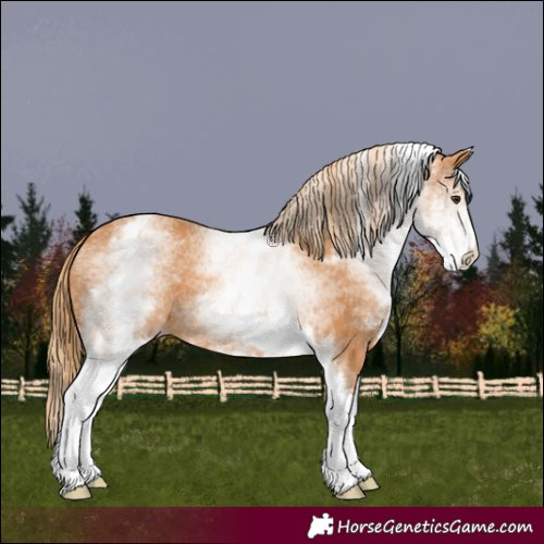 Horse Color:White Spotted Chestnut