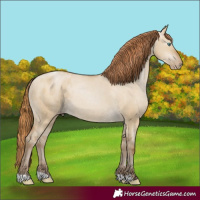 Horse Color:Gray Smoky Grullo Pearl Blanket 