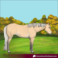 Horse Color:Silver Buckskin 