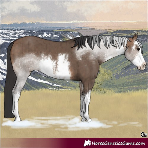 Horse Color:White Spotted Brown Dun Brindle 