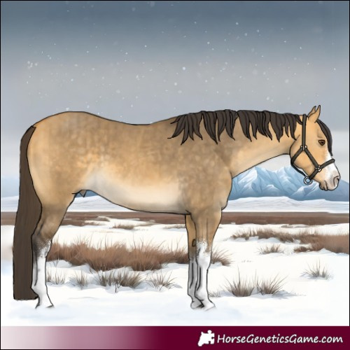Horse Color:White Spotted Buckskin Dun Brindle 