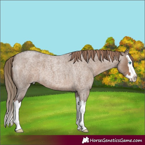Horse Color:Liver Red Dun Roan Splash