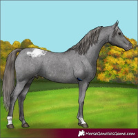 Horse Color:Smoky Black Appaloosa 