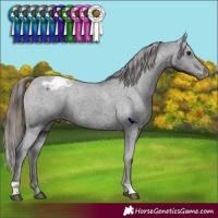 Horse Color:Smoky Black Appaloosa 