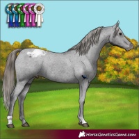 Horse Color:Smoky Black Appaloosa 