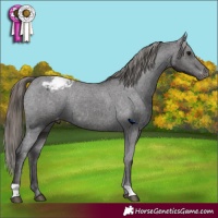 Horse Color:Smoky Black Appaloosa 