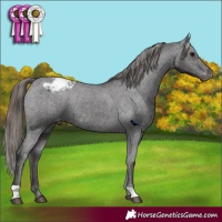 Horse Color:Smoky Black Appaloosa 