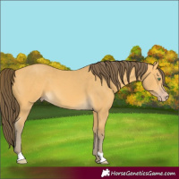 Horse Color:Amber Cream Champagne