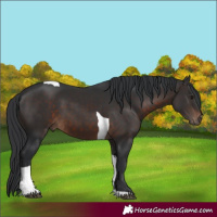 Horse Color:Brown Tobiano