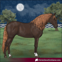Horse Color:Liver Chestnut 