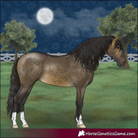 Horse Color:Buckskin Dun 