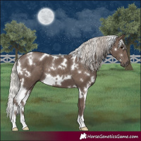 Horse Color:White Spotted Silver Black 