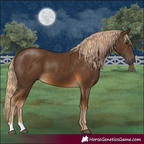 Horse Color:Chocolate Palomino 