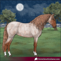 Horse Color:Red Roan 