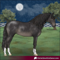 Horse Color:Smoky Black 