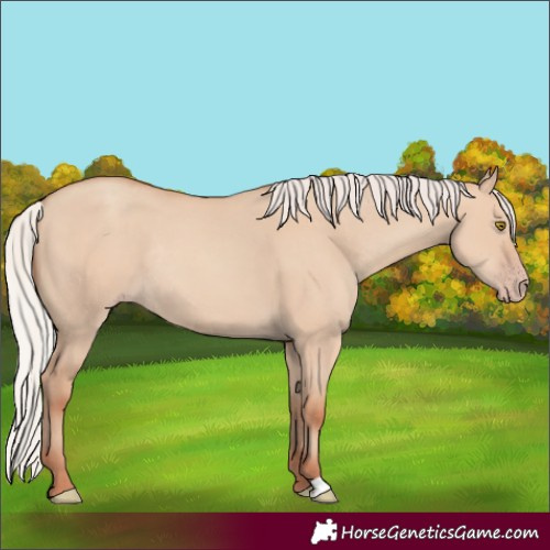 Horse Color:Silver Classic Champagne Dun Rabicano