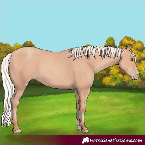 Horse Color:Silver Sable Champagne Sabino Rabicano 