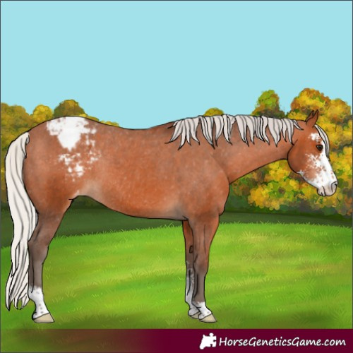 Horse Color:Silver Bay Sabino Appaloosa Rabicano 