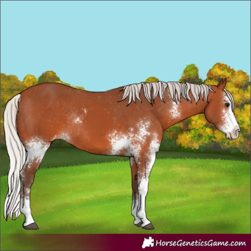Horse Color:Silver Bay Sabino Varnish Rabicano
