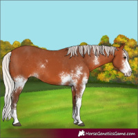Horse Color:Silver Bay Sabino Appaloosa Rabicano 