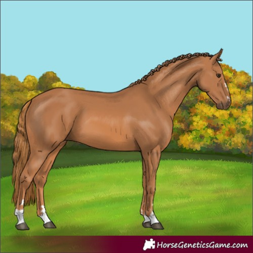 Horse Color:Chestnut 
