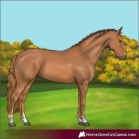 Horse Color:Chestnut 