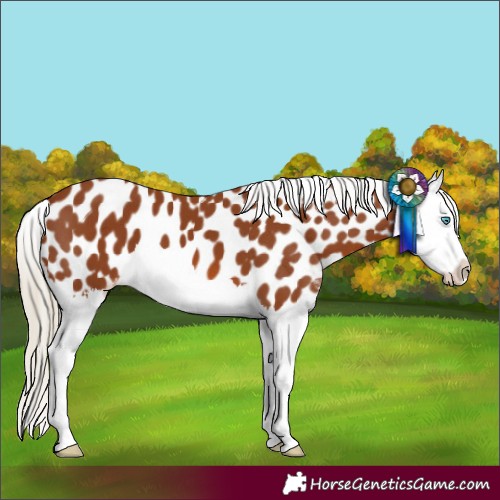 Horse Color:Chestnut Splash Appaloosa 