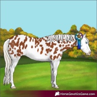 Horse Color:Chestnut Splash Appaloosa