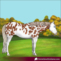 Horse Color:Chestnut Splash Appaloosa 