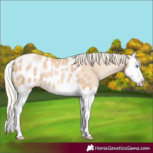 Horse Color:Palomino Pearl Splash Blanket 