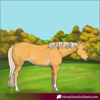 Horse Color:Palomino