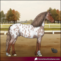 Horse Color:Red Roan Appaloosa 