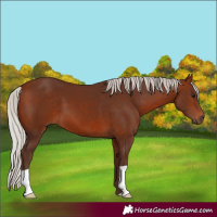 Horse Color:Silver Bay 