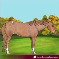 Horse Color:Chestnut Appaloosa 