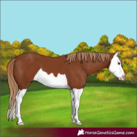 Horse Color:Chestnut Splash 