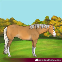 Horse Color:Silver Buckskin 