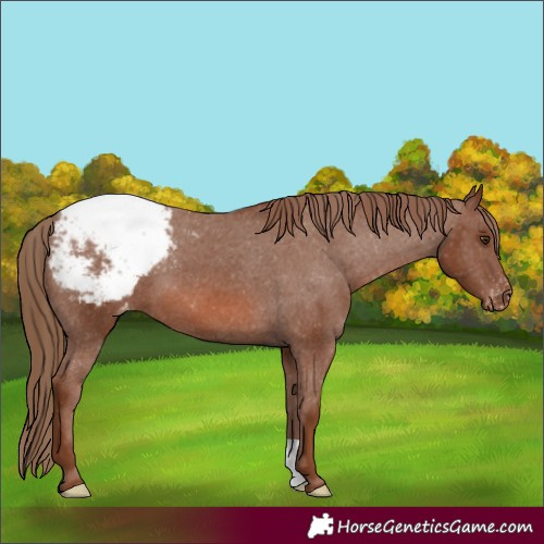 Horse Color:Chestnut Varnish