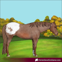 Horse Color:Chestnut Appaloosa 
