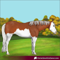 Horse Color:Silver Bay Splash 