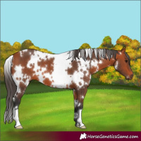 Horse Color:White Spotted Bay 