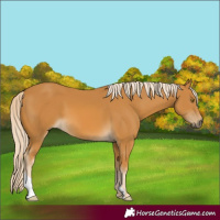 Horse Color:Palomino