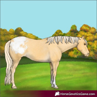 Horse Color:Palomino Appaloosa